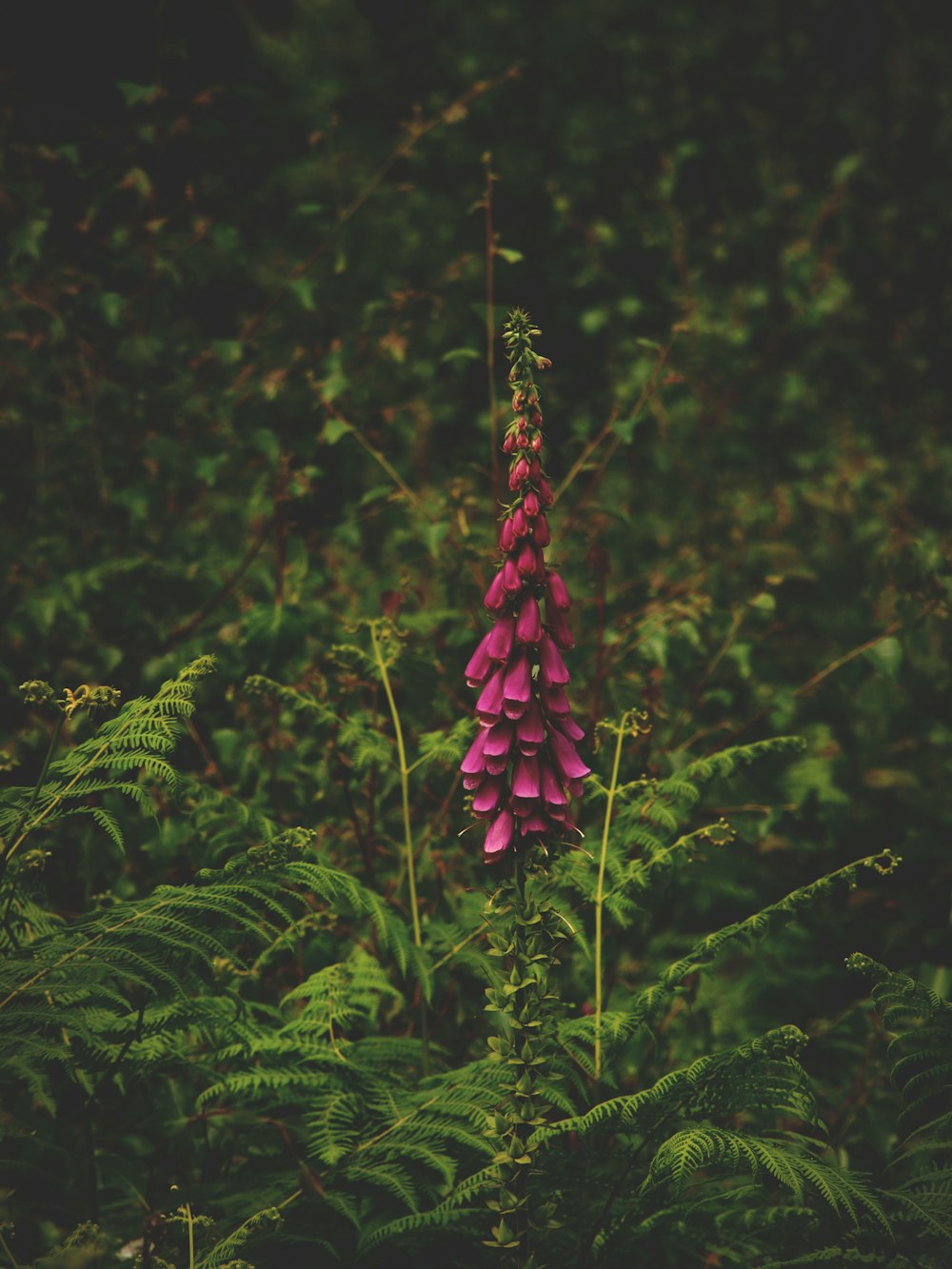 a purple flower in the middle of a forest