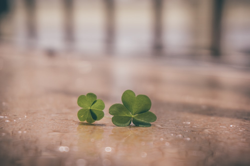 two small green clovers sitting on the ground