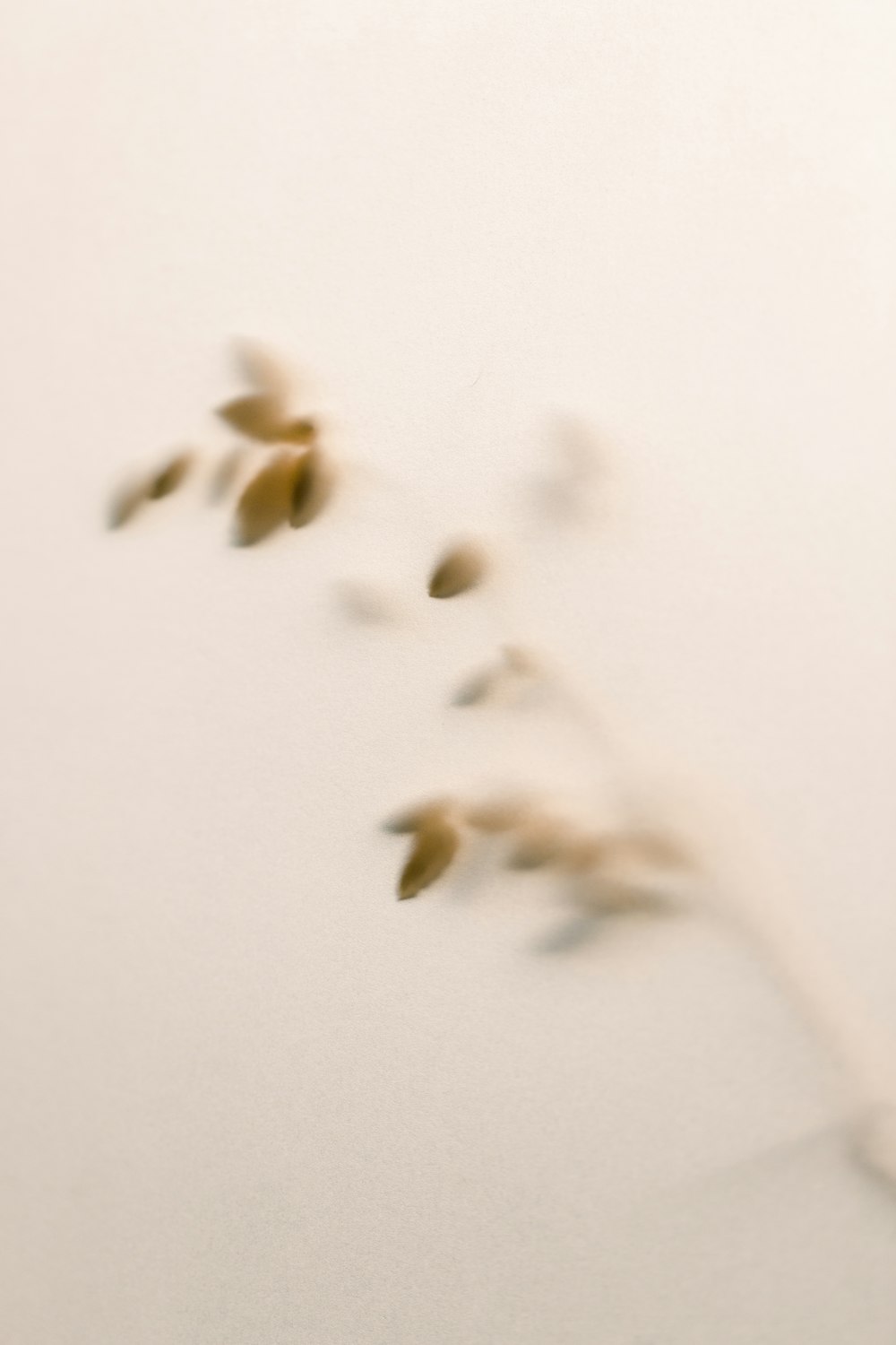 a blurry photo of a plant on a wall