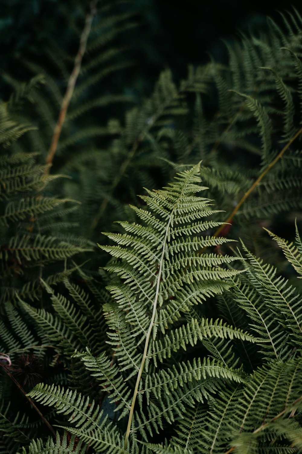 a close up of a green plant with lots of leaves