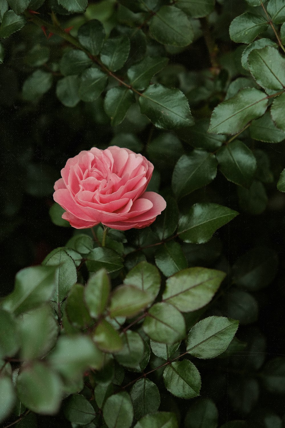 a pink flower is surrounded by green leaves