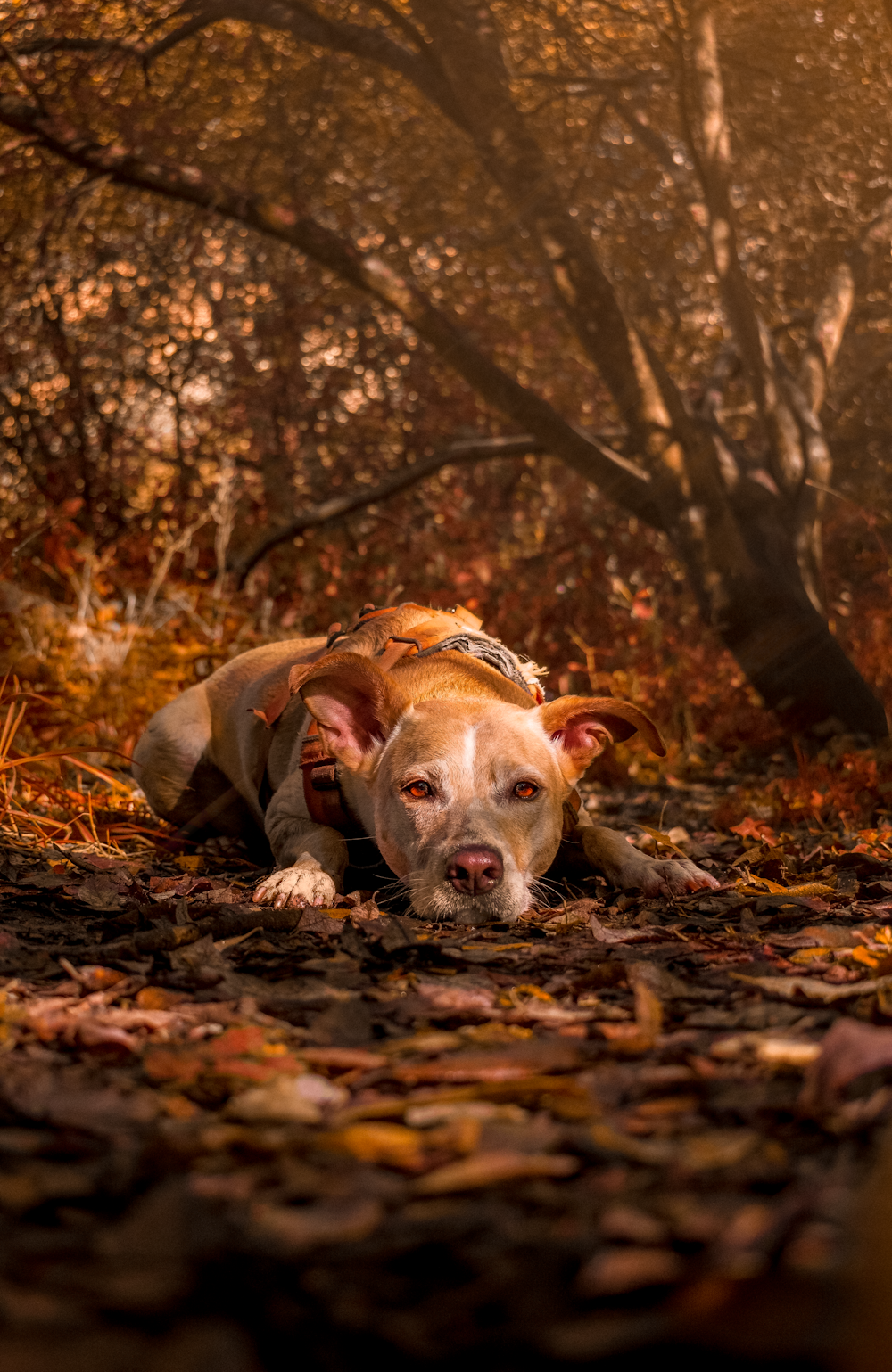 a brown and white dog laying on top of leaves