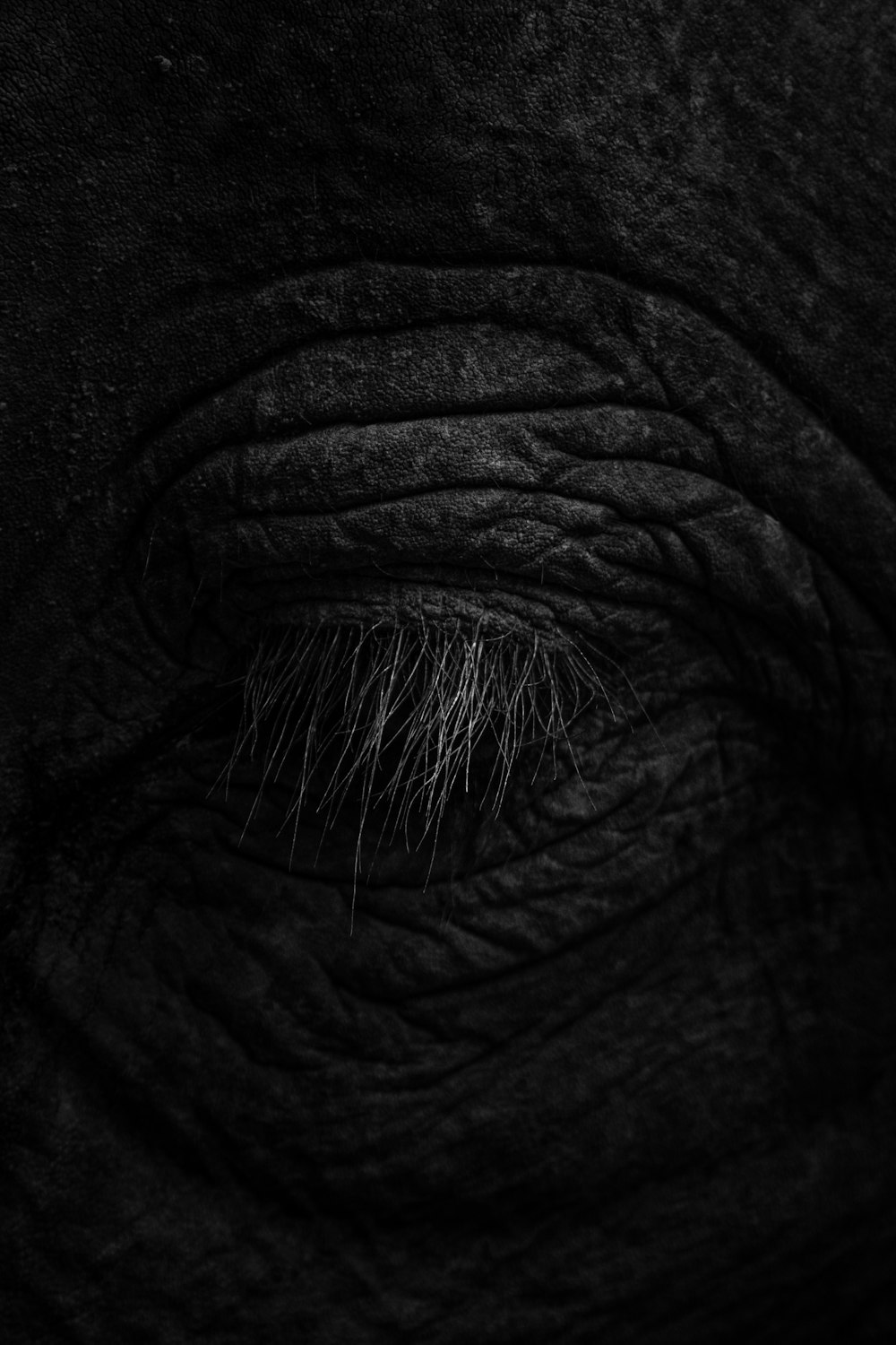 a close up of an elephant's eye in black and white