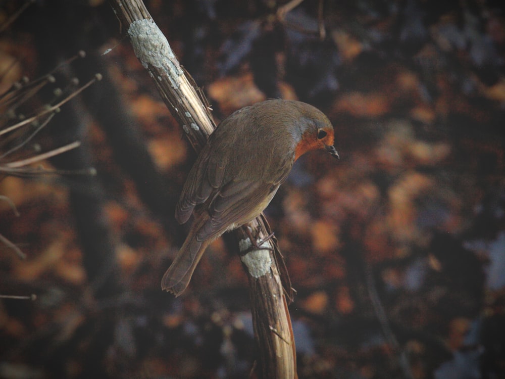 a bird perched on a branch in a forest