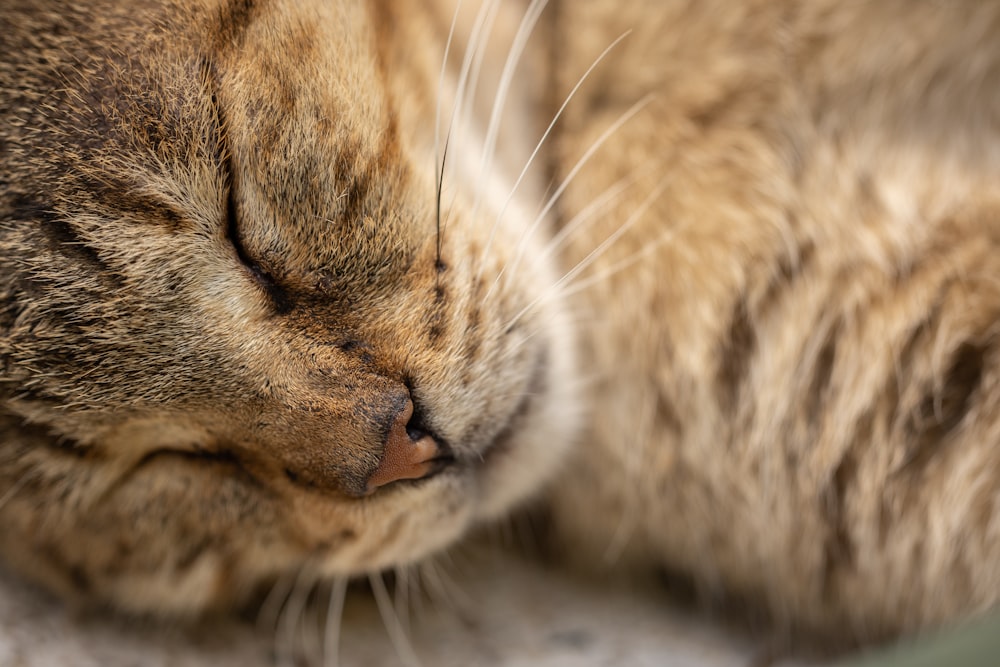 a close up of a cat sleeping on the ground