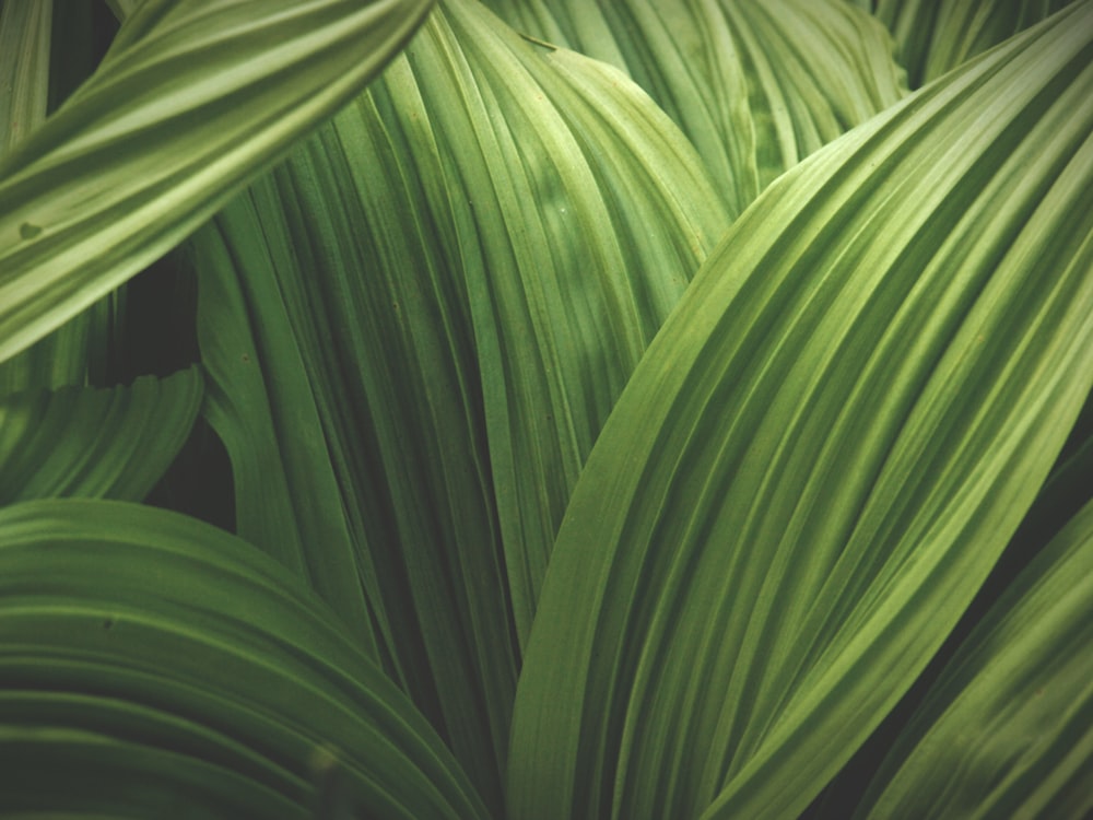 a close up of a green leafy plant