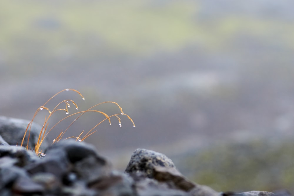 a small plant sprouts out of some rocks