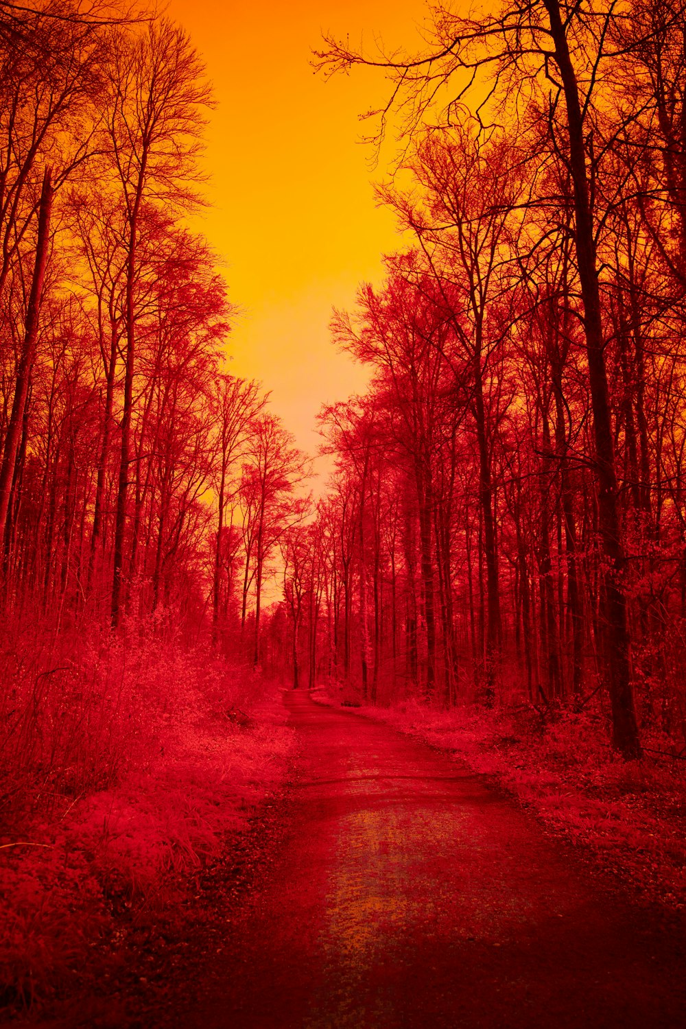 a red picture of a path in the woods