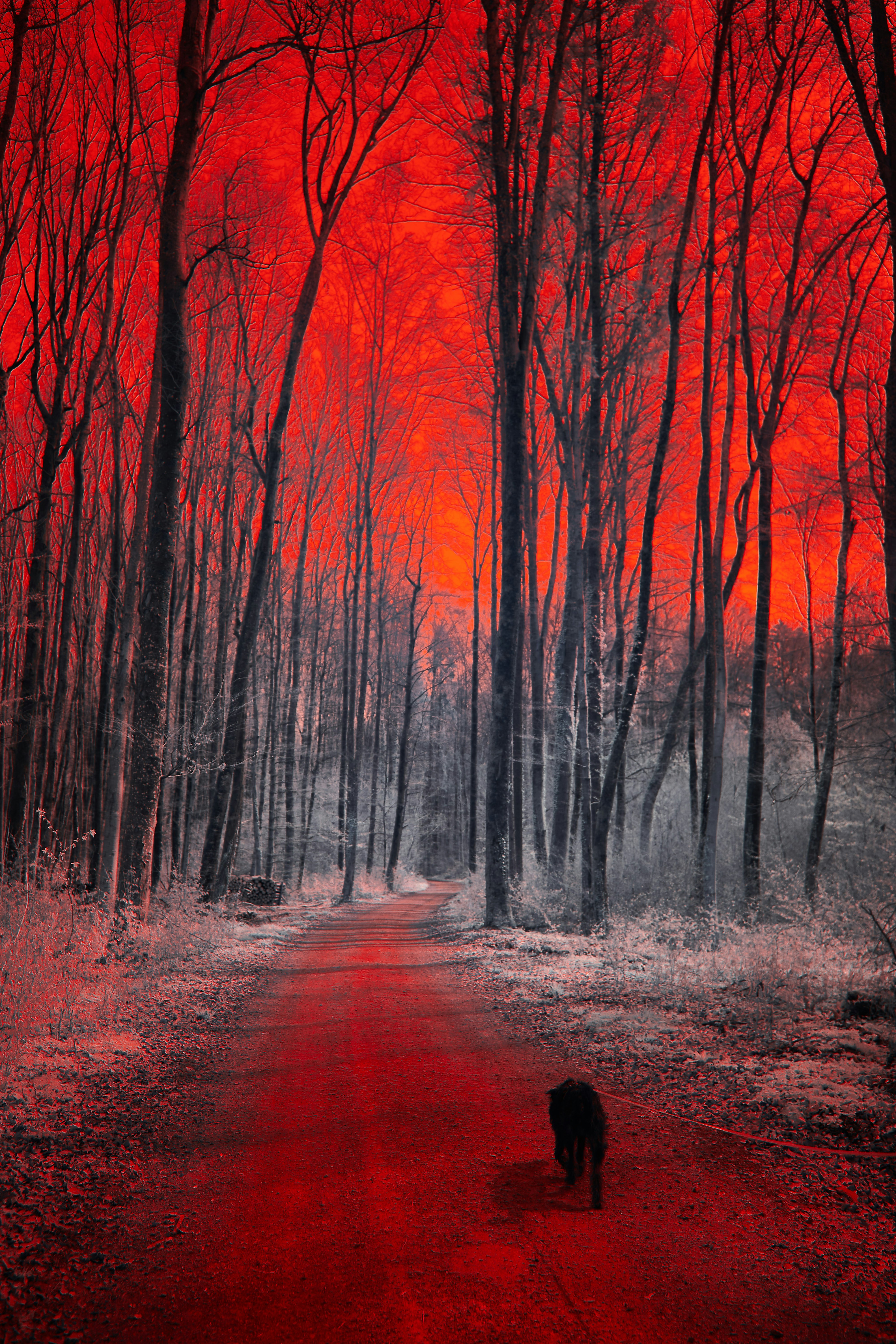 Photo by wolfgang_hasselmann