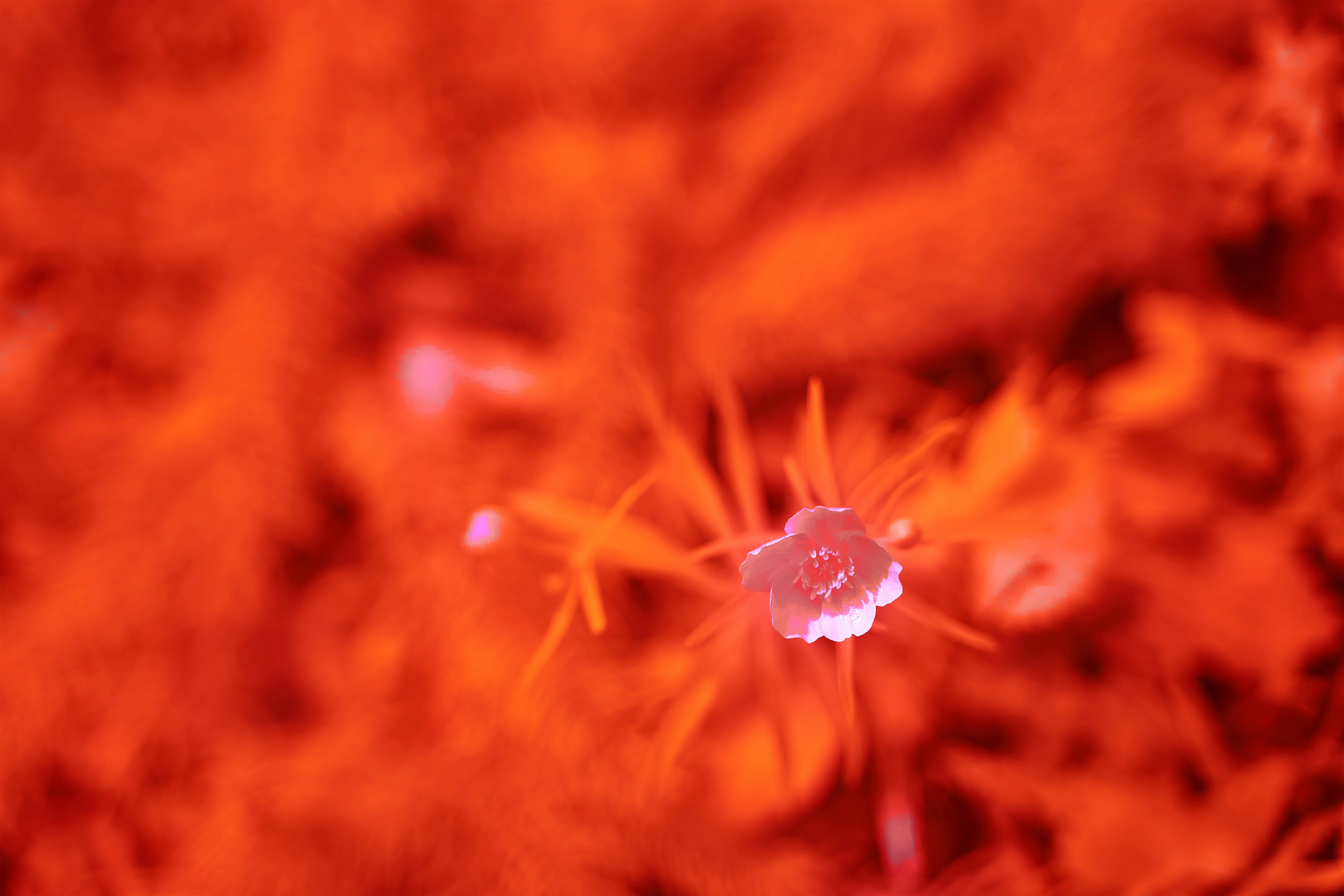 Photo by wolfgang_hasselmann