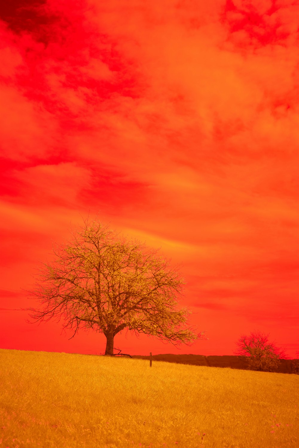 a lone tree in a field under a red sky