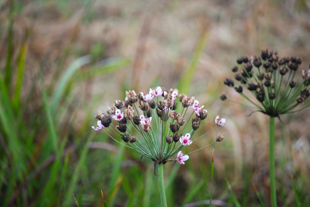 a couple of flowers that are in the grass