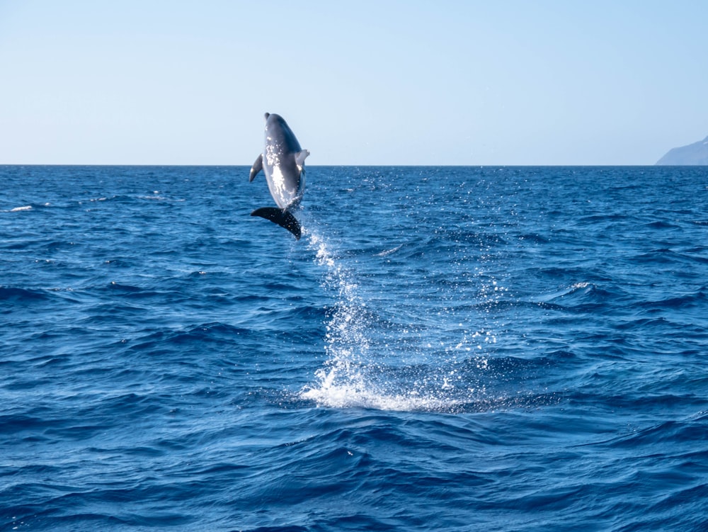 a dolphin jumping out of the water