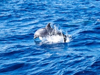 Close-up of a dolphin leaping out of clear blue water, representing energy and connection.