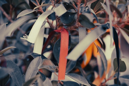 A vibrant yellow ribbon tied around a fruit tree branch in Ostholstein.