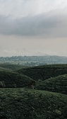 Lush tea plantations rolling over hills in Munnar under a cloudy sky.
