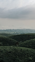 Lush tea plantations rolling over the hills of Munnar under a misty morning sky.