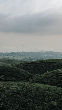 Lush tea plantations rolling over the hills of Munnar under a misty morning sky.