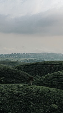 Lush tea plantations rolling over hills in Munnar under a cloudy sky.