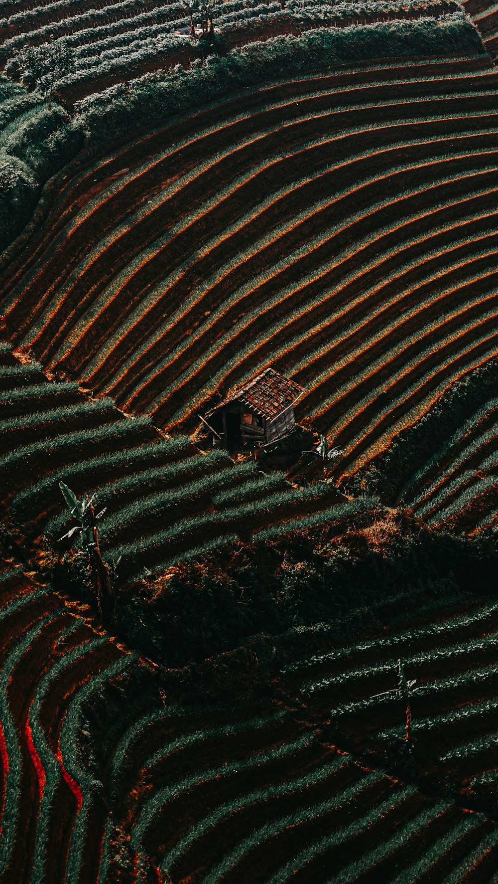 an aerial view of a farm field with rows of crops