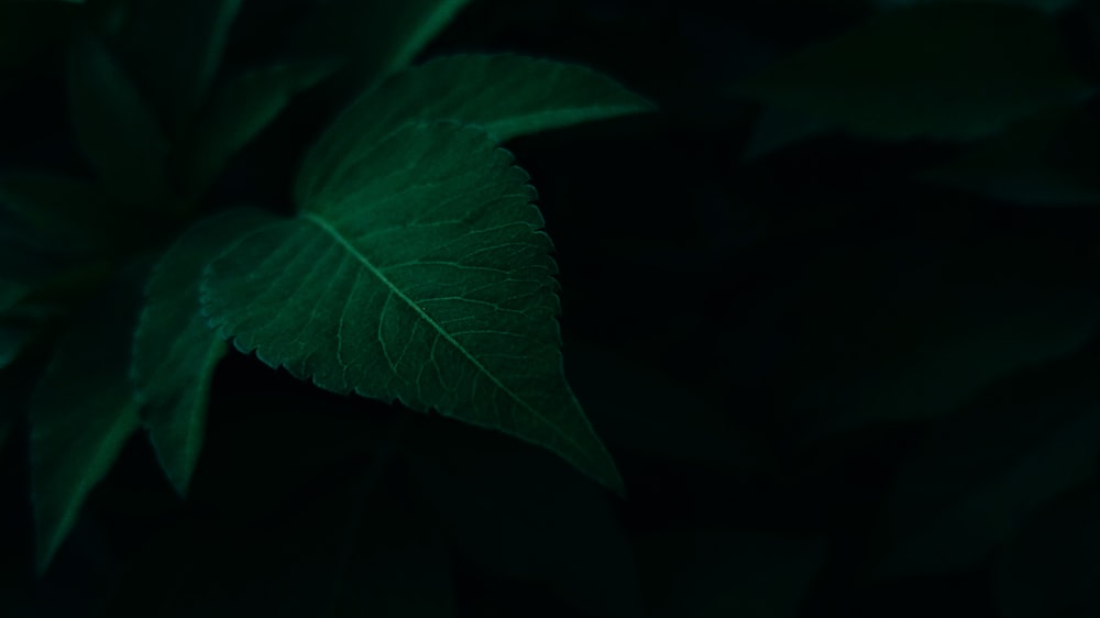 a close up of a green leaf on a plant