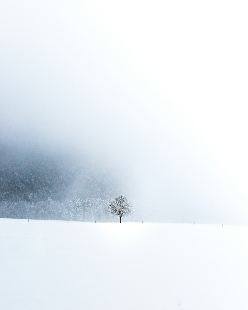 Un albero solitario in mezzo a un campo innevato