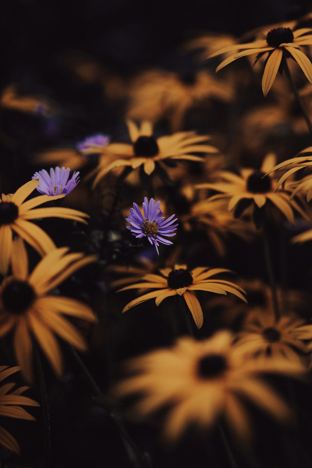 a bunch of yellow and purple flowers in a field