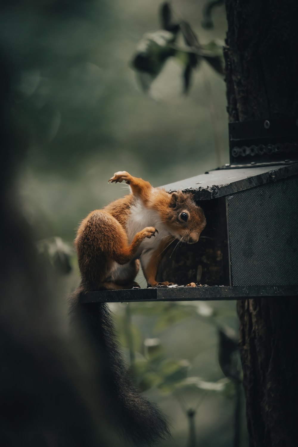 a squirrel is sitting on top of a bird feeder