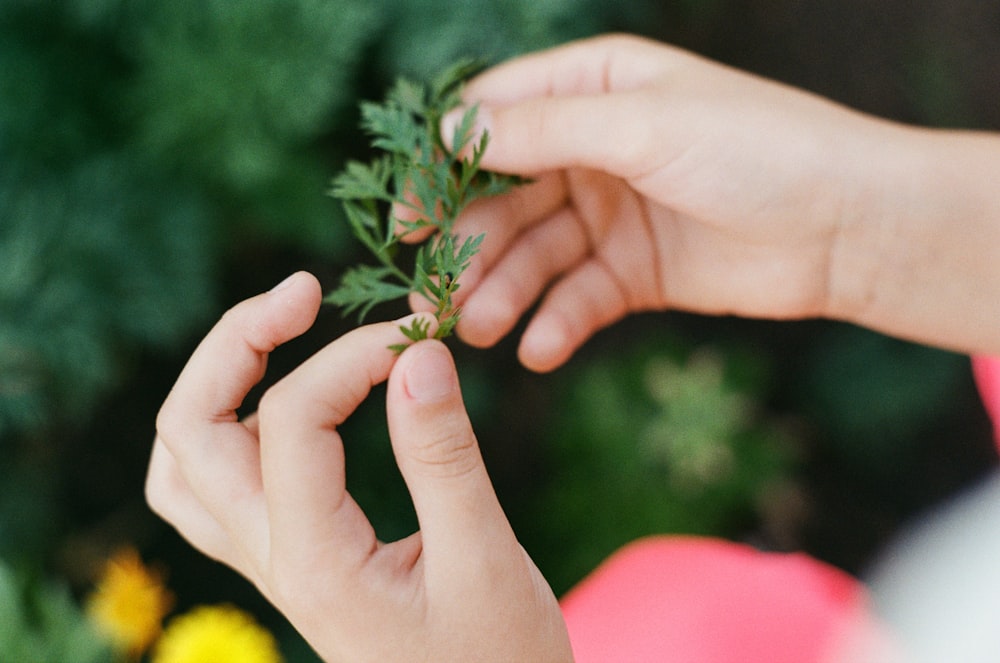 una persona sosteniendo una planta en la mano