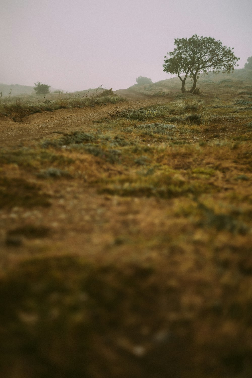 a lone tree in the middle of a field