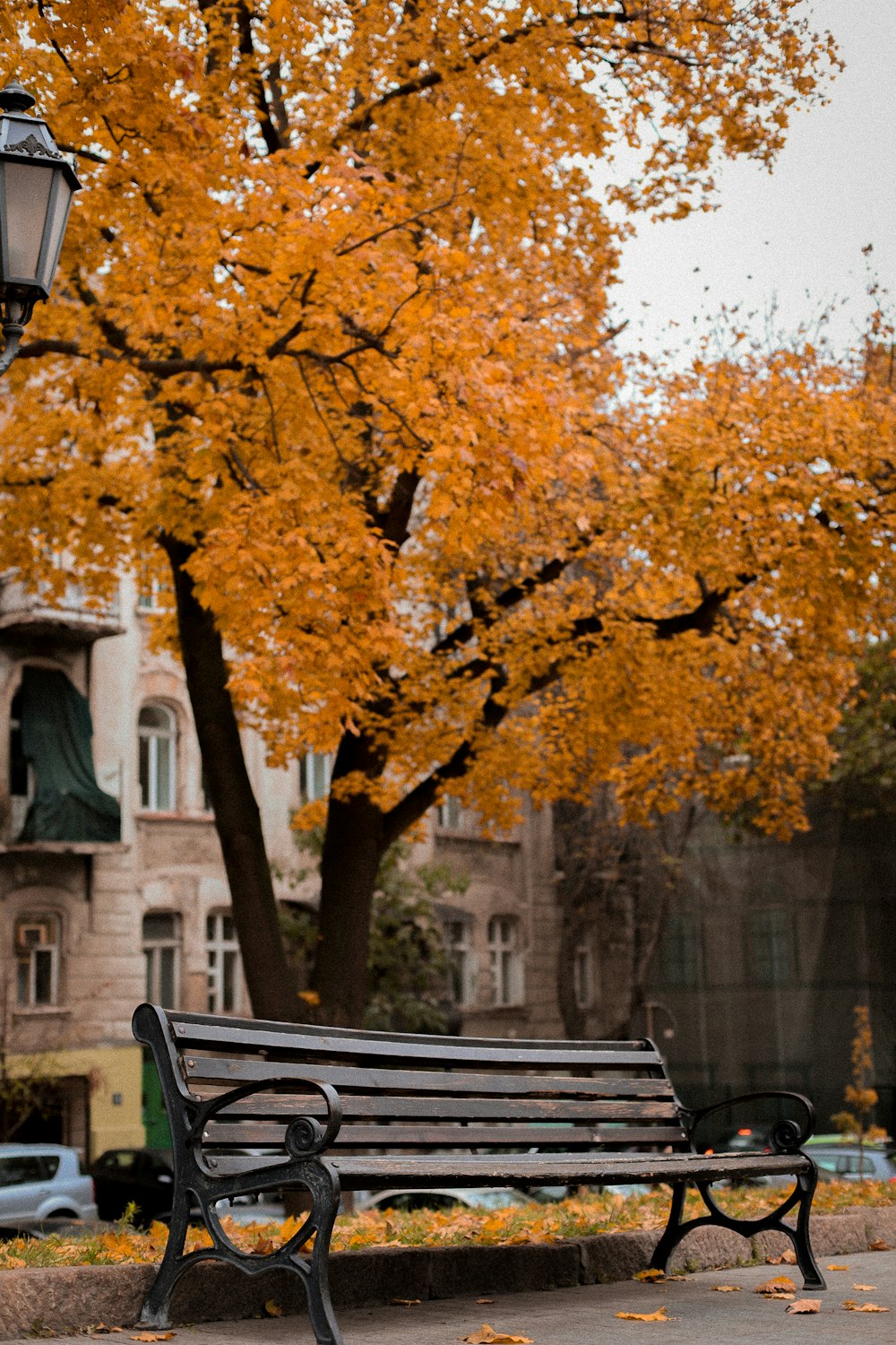 a park bench in front of a tree with yellow leaves