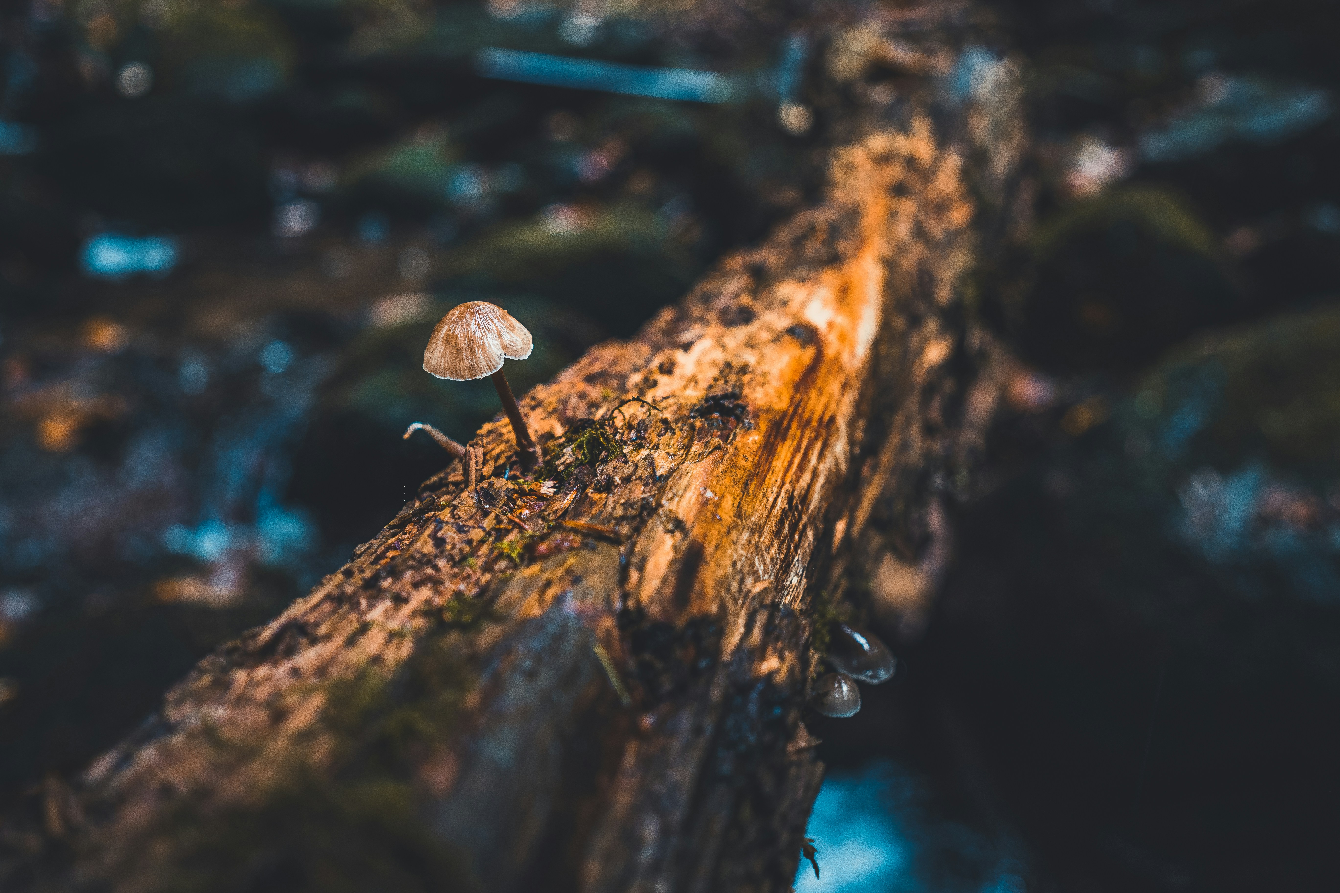 Photo by beckerworks