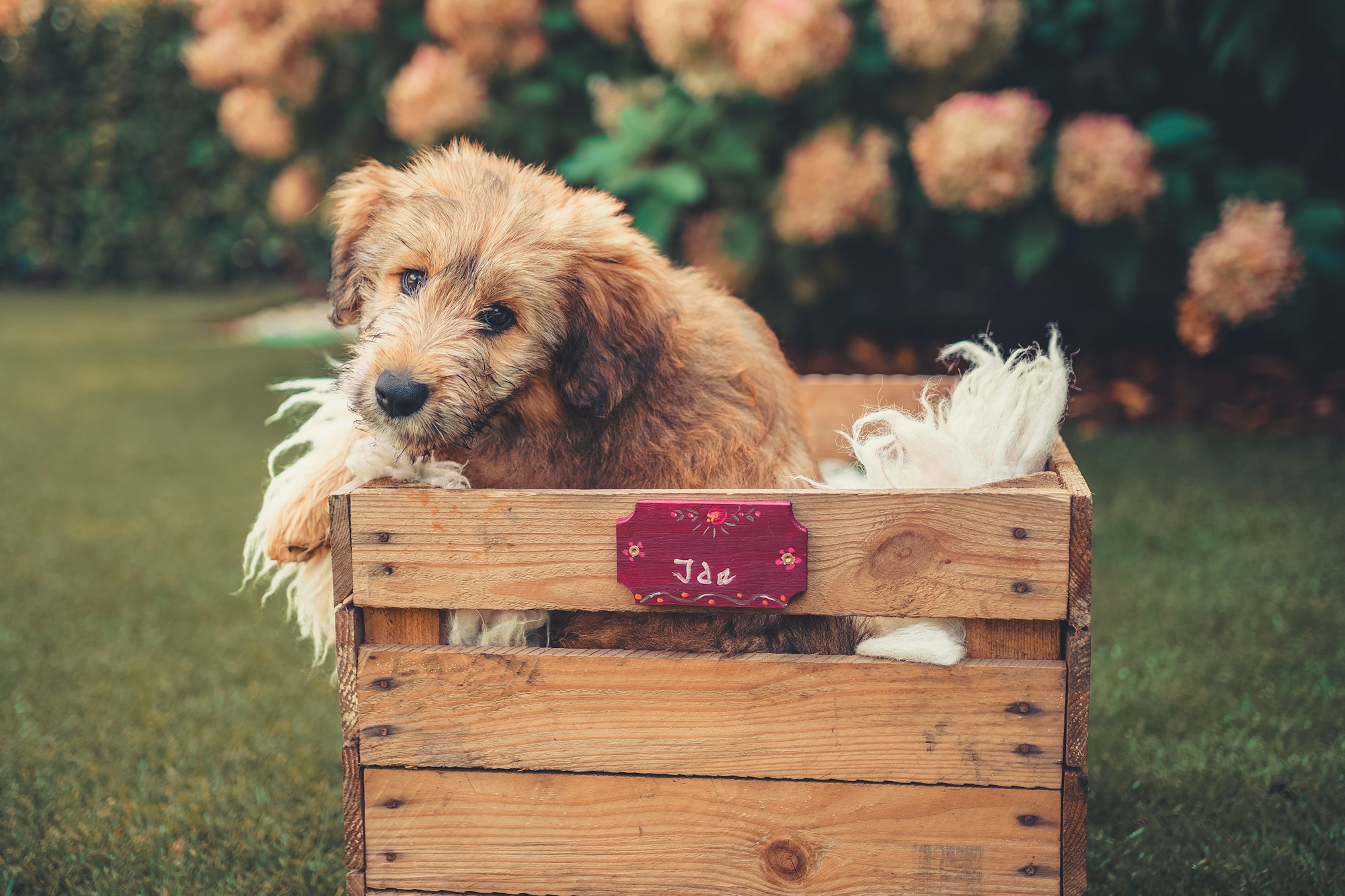 a small dog sitting in a wooden crate
