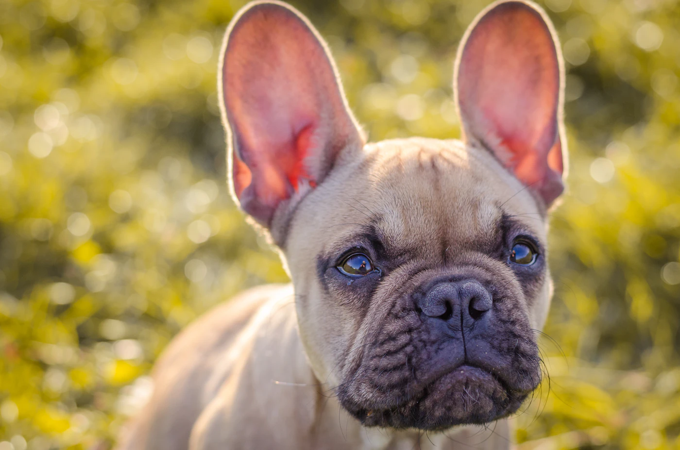 Dog standing in a grassy outdoor area