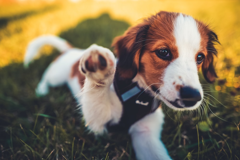 a brown and white dog standing on top of a lush green field