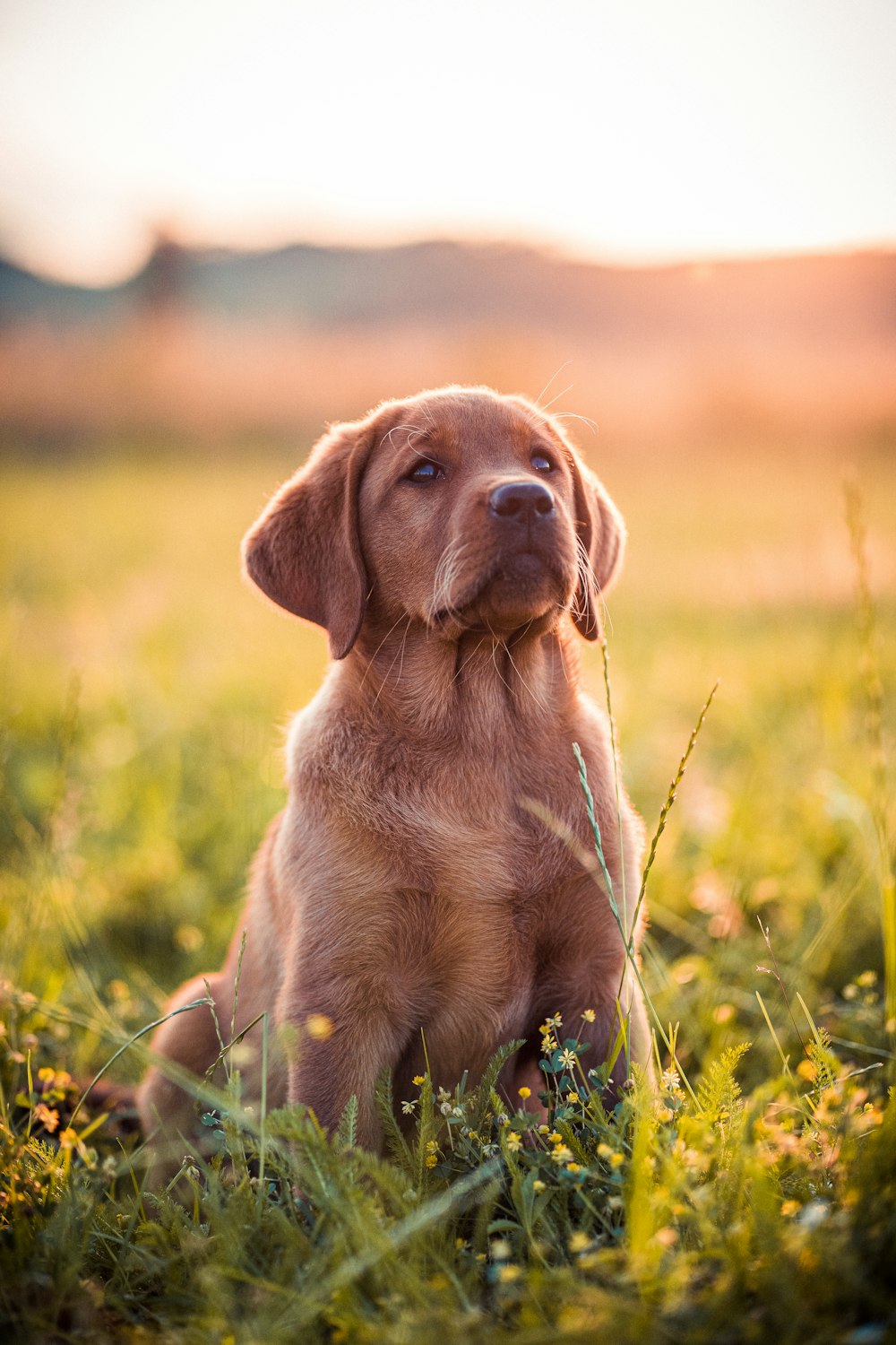 a brown dog sitting in a grassy field