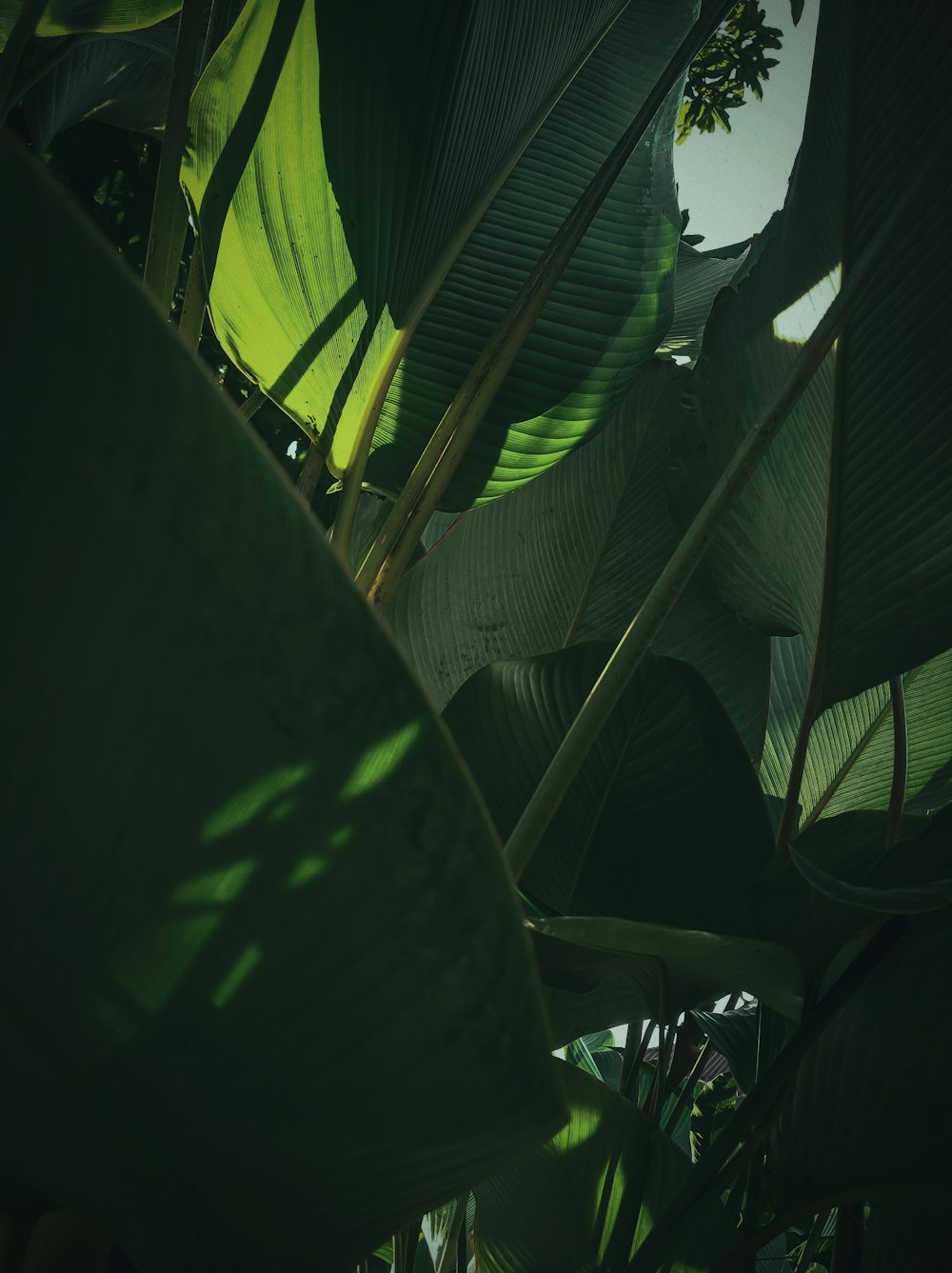 Un primer plano de una gran planta de hojas verdes