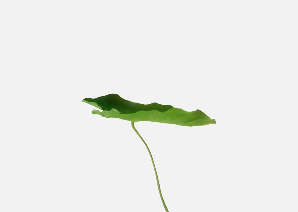 a single green leaf on a white background