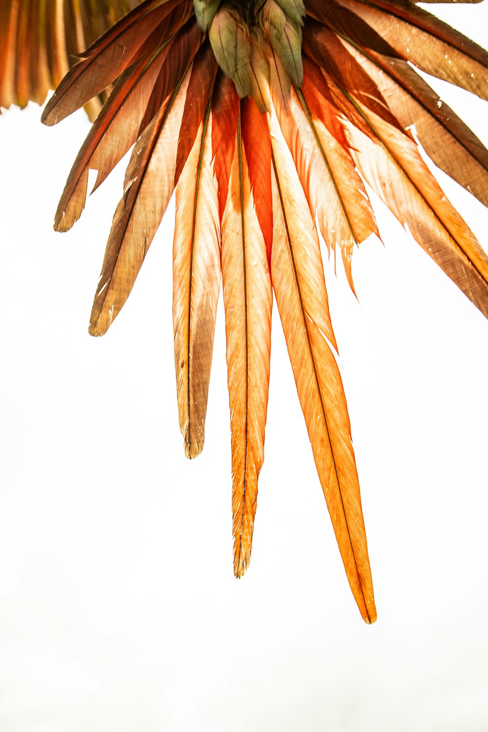 a close up of a bird's wing with a sky background