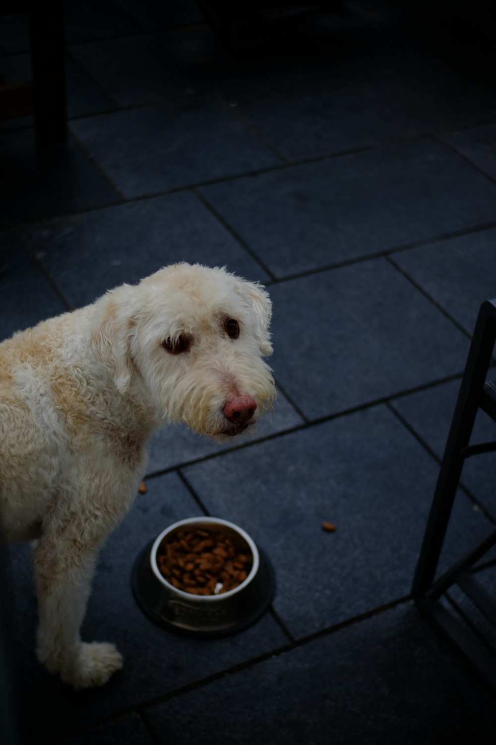 a white dog standing next to a bowl of food