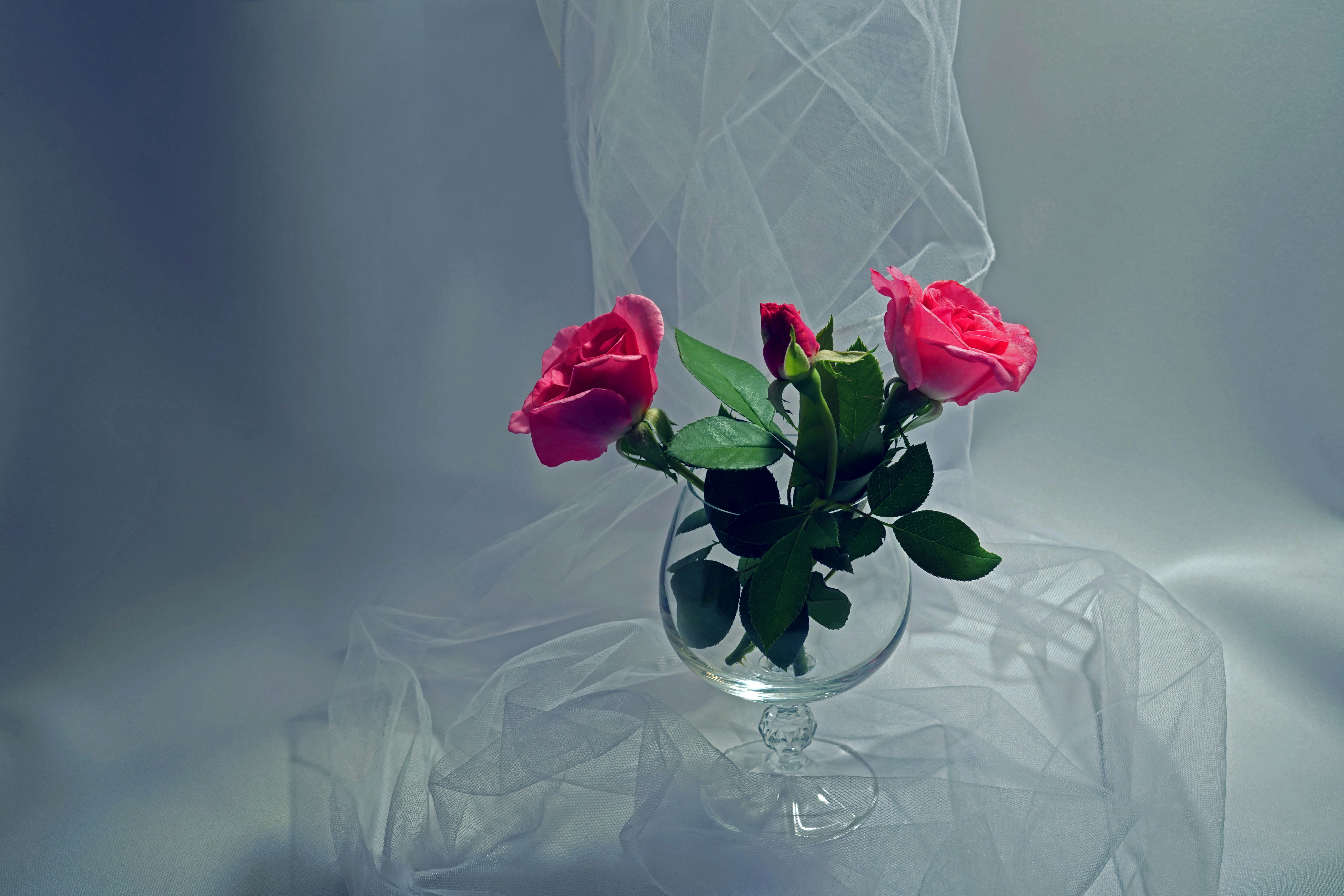 Tres rosas rosadas en un jarrón de vidrio transparente