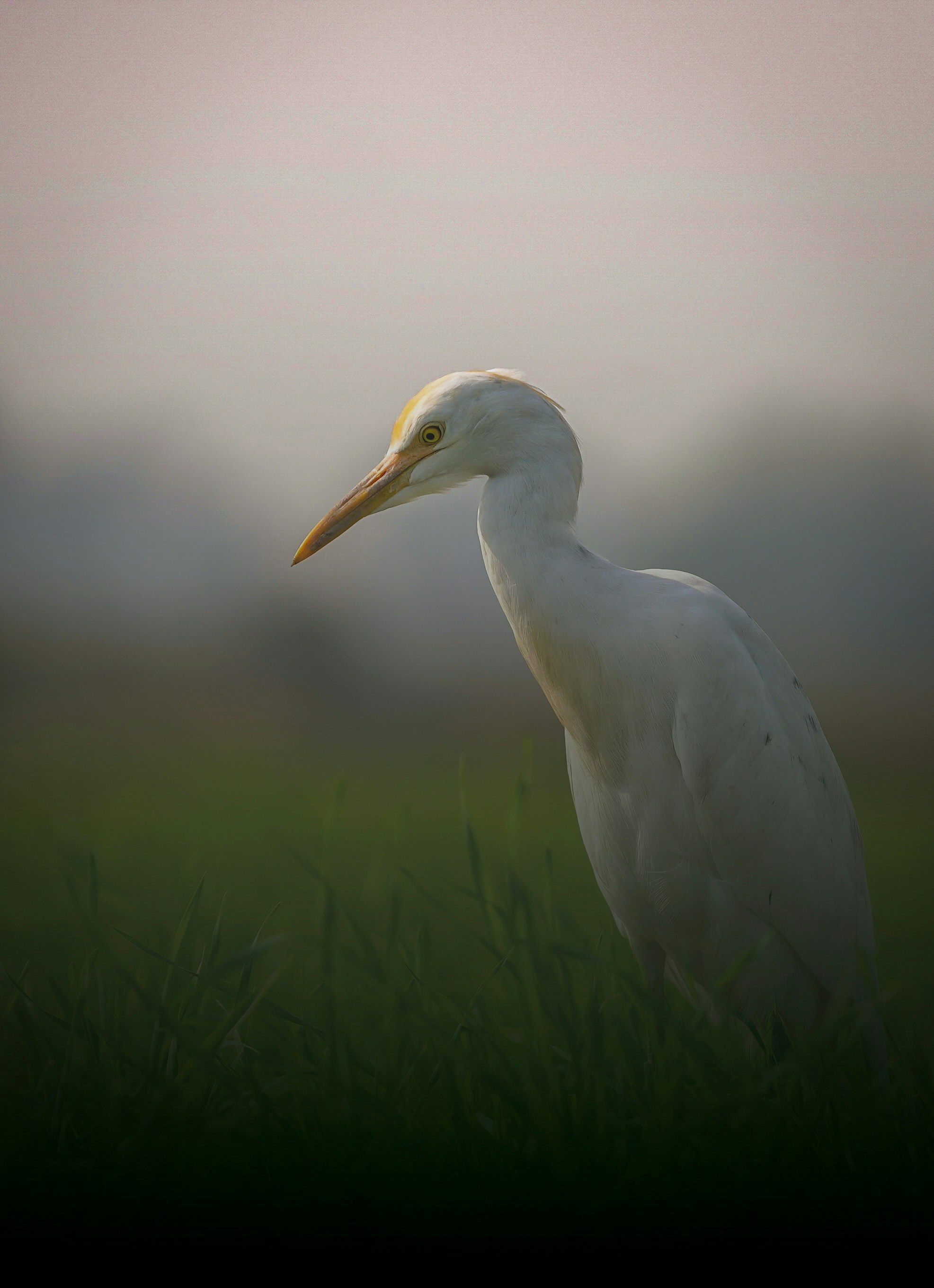 Photo by harshitmishra_0905