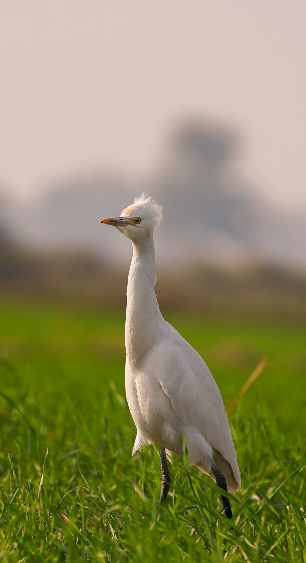 a white bird is standing in the grass