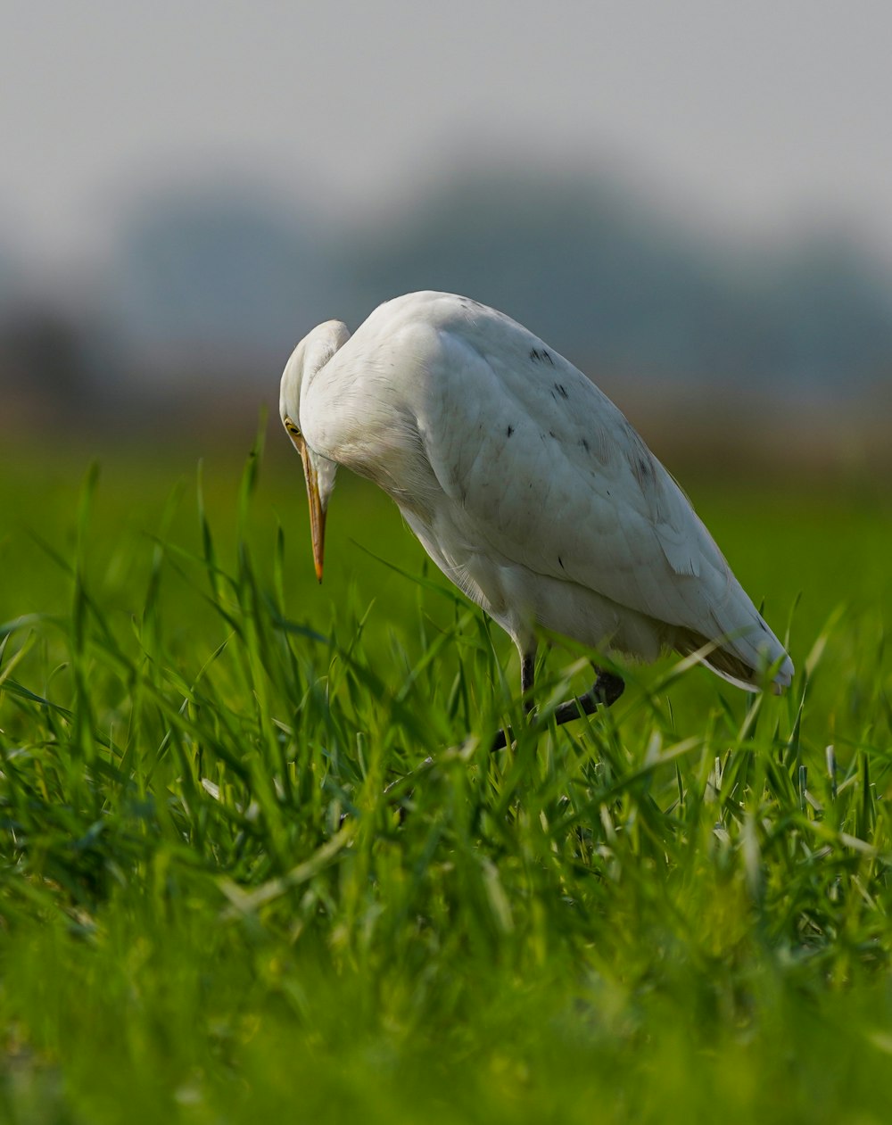 a white bird with a long beak standing in the grass