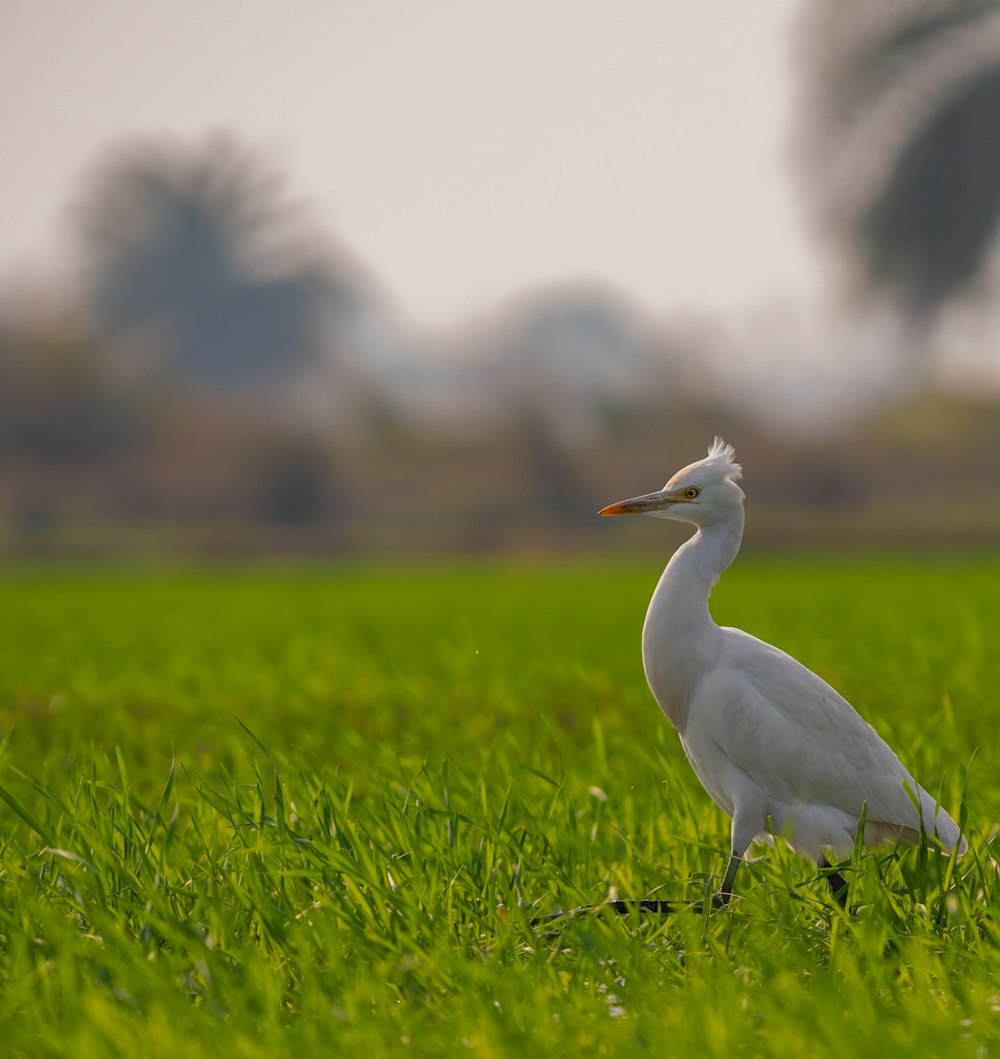 a white bird standing in the middle of a lush green field