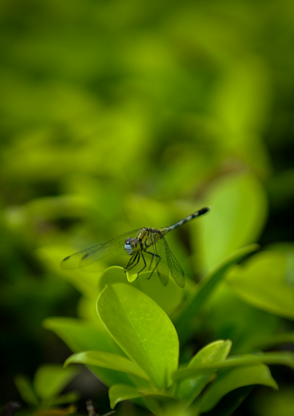 a dragon flys over a leafy green plant