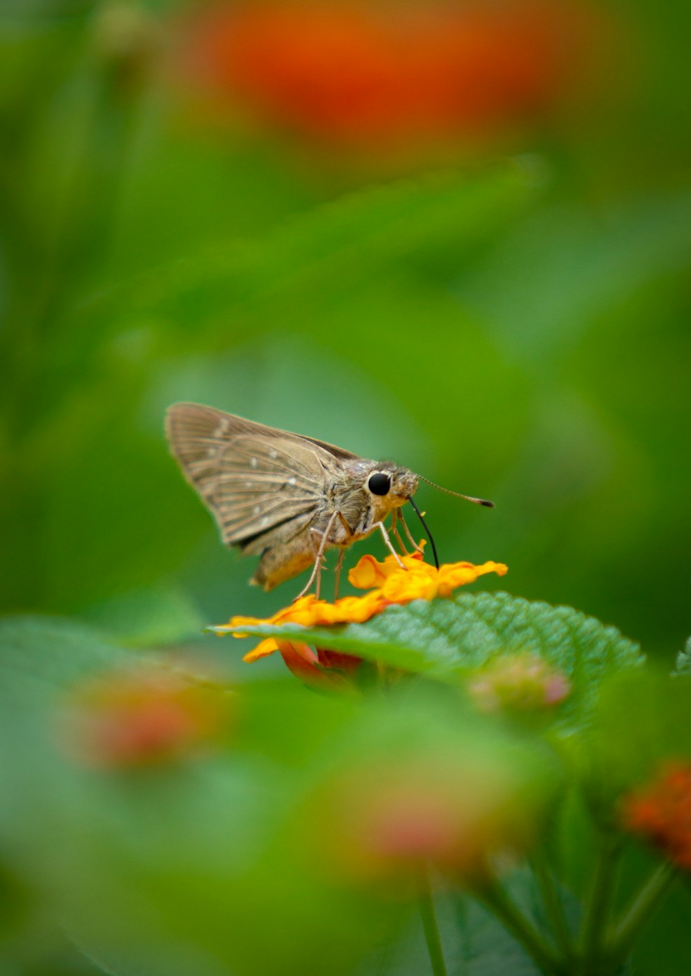 a small moth sitting on top of a yellow flower