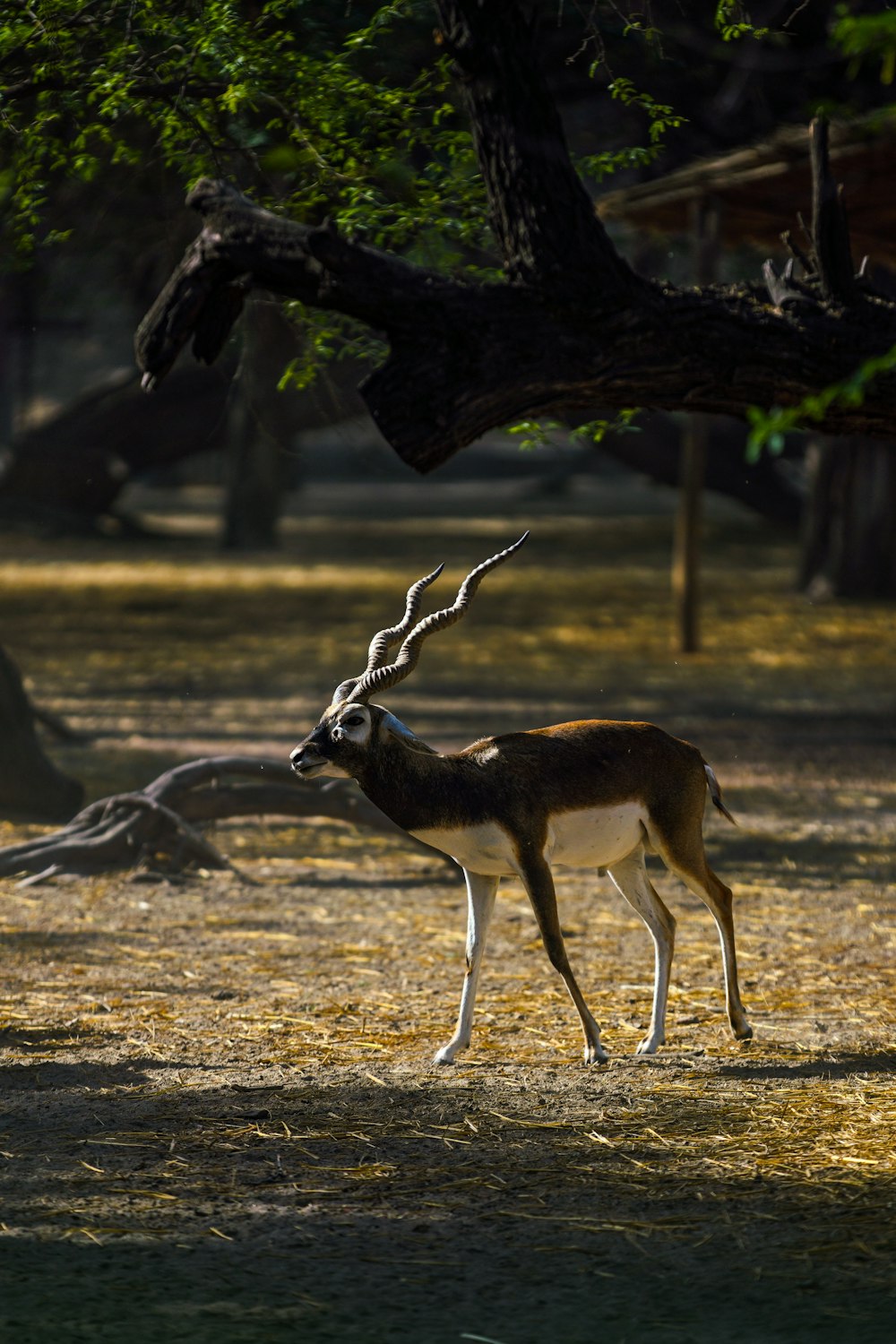 a deer standing in a field next to a tree