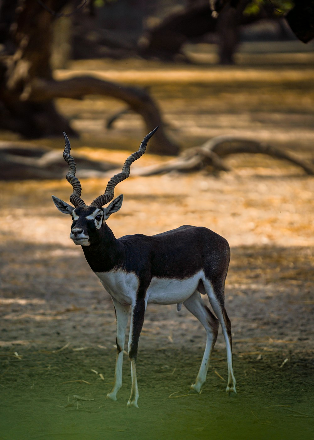 an antelope standing in a grassy area with trees in the background