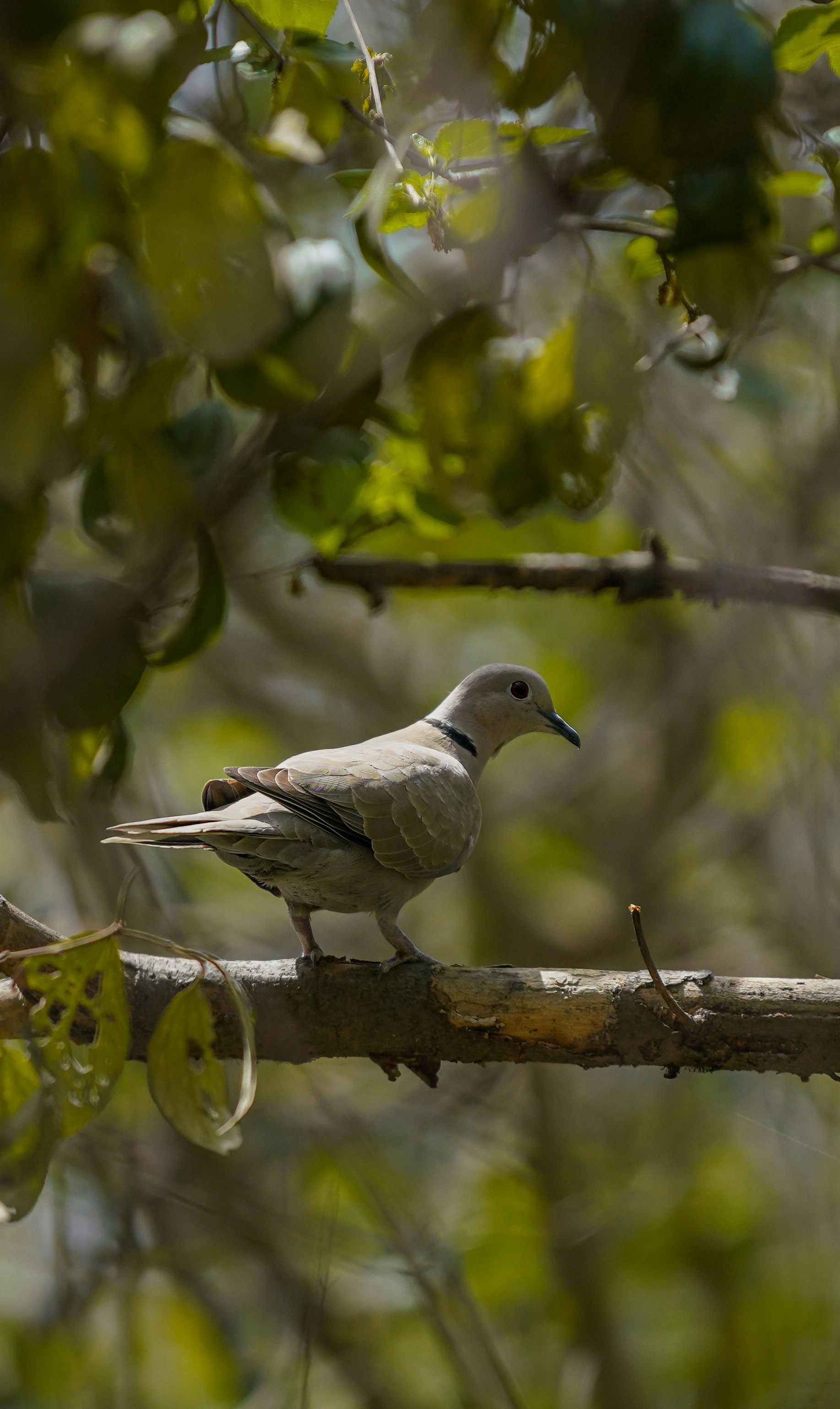 a bird sitting on a branch in a tree